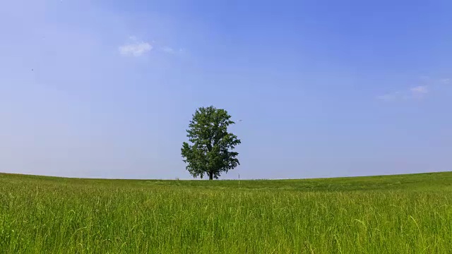 安城农田的一棵孤独的树视频素材