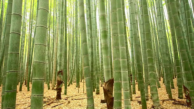 日本的竹林视频素材