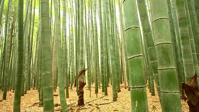 屠女士在日本竹林视频素材