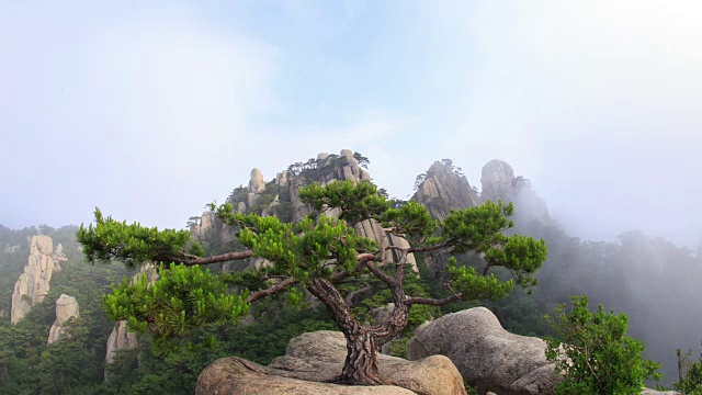 新仙台崖云海和道峰山松树景观视频素材