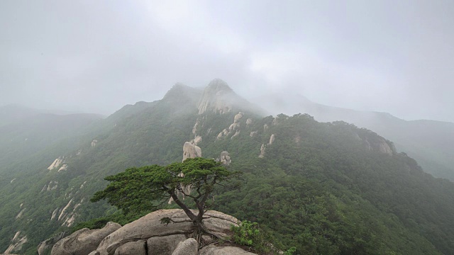 新仙台崖云海和道峰山松树景观视频素材