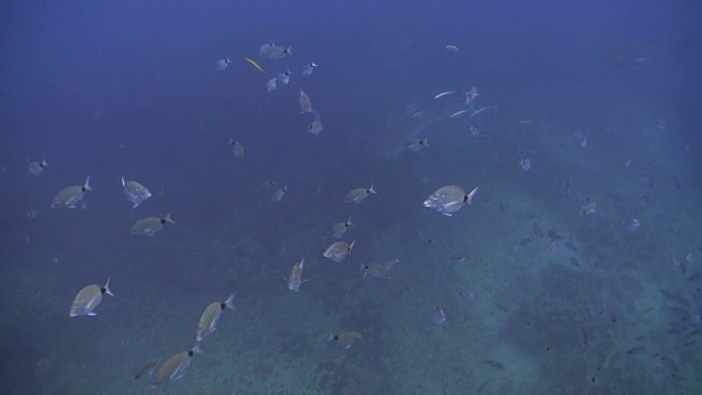 水下野生动物和风景，南非视频素材