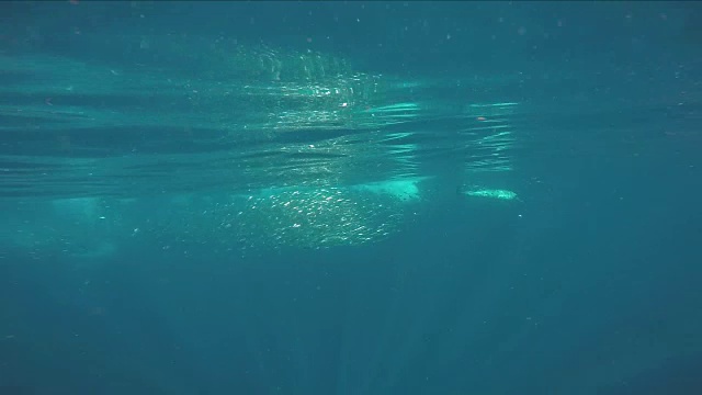 水下野生动物和风景，南非视频下载