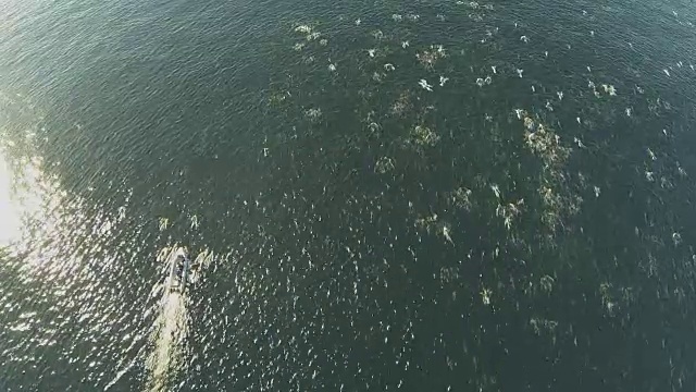 水下野生动物和风景，南非视频下载