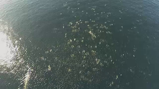 水下野生动物和风景，南非视频下载