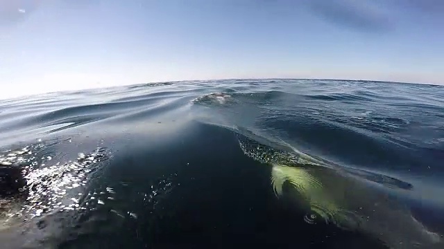 水下野生动物和风景，南非视频下载