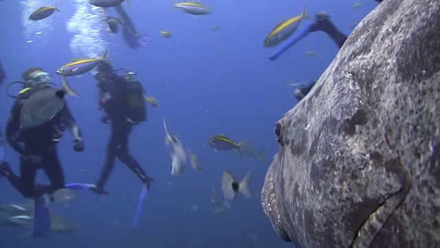 水下野生动物和风景，南非视频素材