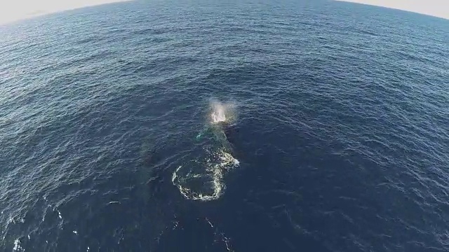 水下野生动物和风景，南非视频下载