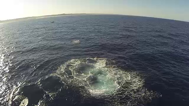 水下野生动物和风景，南非视频下载