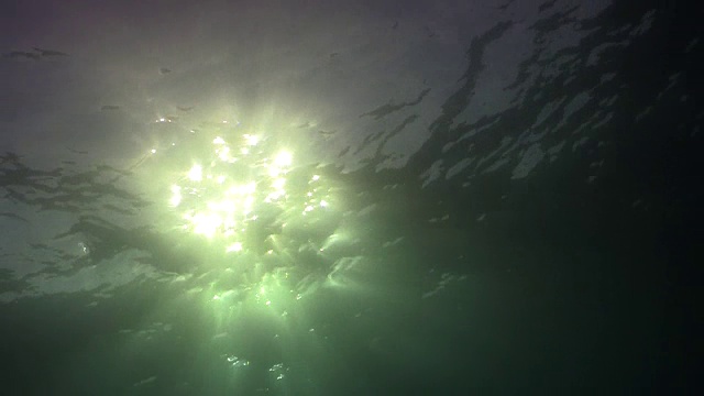 水下野生动物和风景，南非视频素材