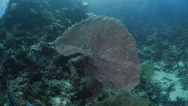 巨型海扇珊瑚(柳珊瑚)视频素材