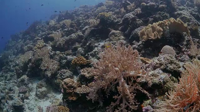 巨型红桶海绵，印度尼西亚班达海视频素材