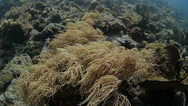 黄色软珊瑚群落，海底，印度尼西亚视频素材