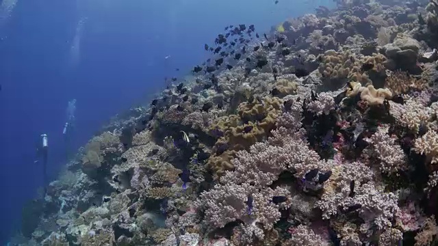 水肺潜水，触发鱼群，珊瑚礁视频素材