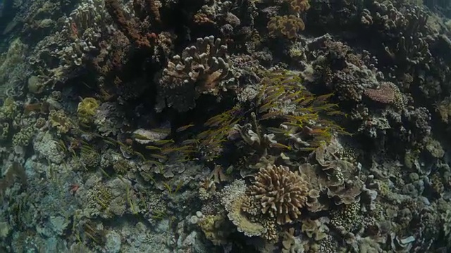 珊瑚礁，海底鸟瞰图视频素材