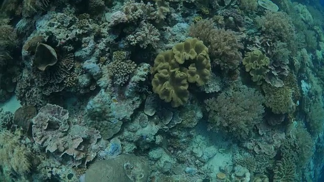 鸟瞰图的海底珊瑚礁在印度尼西亚的珊瑚三角视频素材