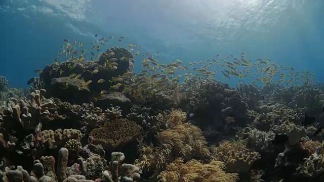 海下暗礁中的尼日尔尔鱼和黄山羊鱼视频素材