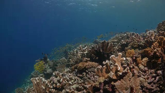 黄色山羊鱼在珊瑚礁下成群游动视频素材