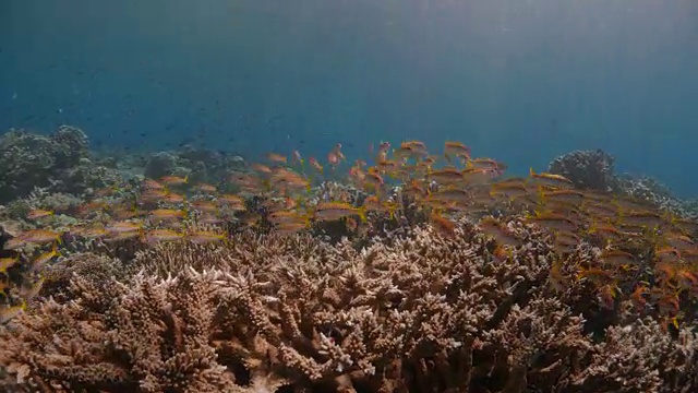 阳光，珊瑚礁，黄山羊鱼，成群结队视频素材