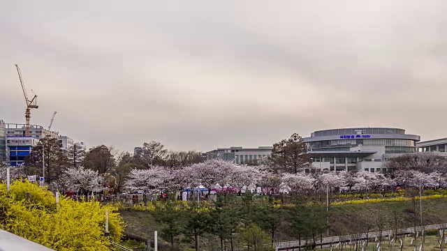 拍摄国会大厦的日落夜景和樱花树视频素材