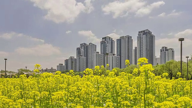 汉江seoraeom岛的油菜花田和背景中的公寓视频素材