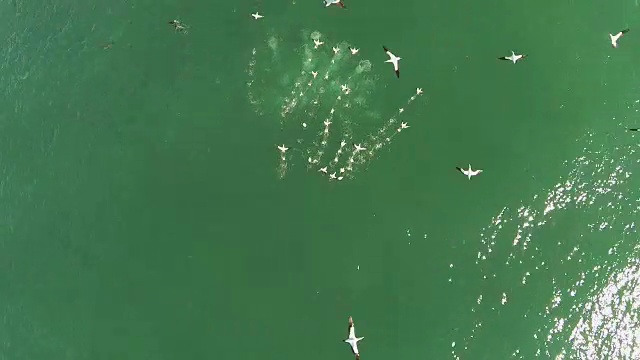 水下野生动物和风景，南非视频下载