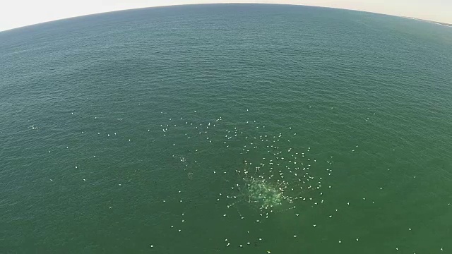 水下野生动物和风景，南非视频下载