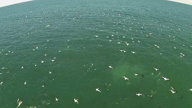 水下野生动物和风景，南非视频下载