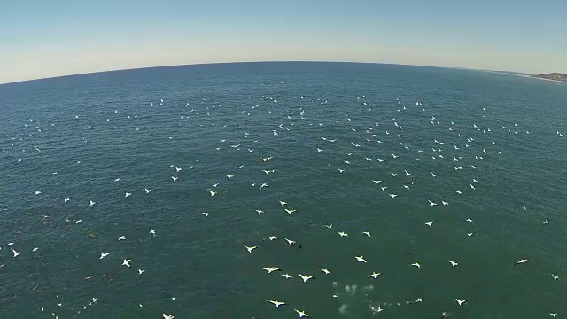 水下野生动物和风景，南非视频下载