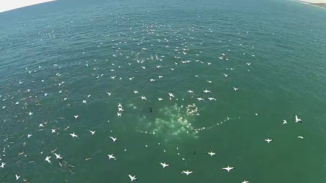 水下野生动物和风景，南非视频下载