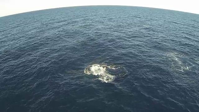 水下野生动物和风景，南非视频下载