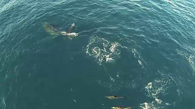 水下野生动物和风景，南非视频下载