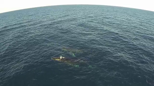 水下野生动物和风景，南非视频下载