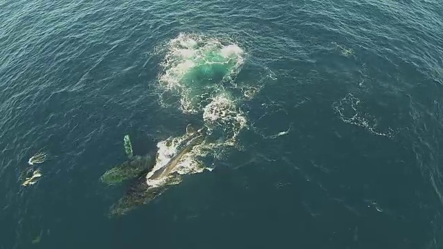 水下野生动物和风景，南非视频下载