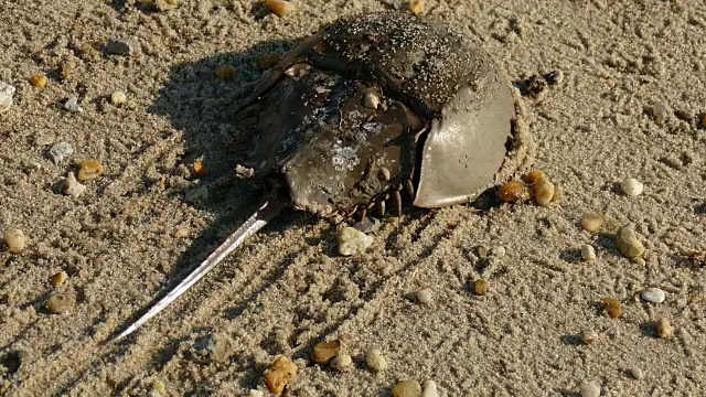 马蹄蟹近距离屠杀海滩特拉华湾海浪视频素材