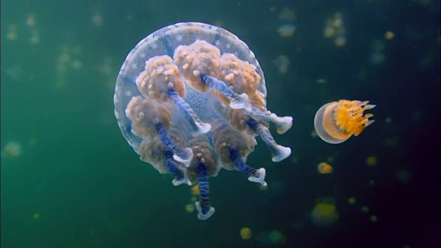 在水下游泳的蓝水母视频素材