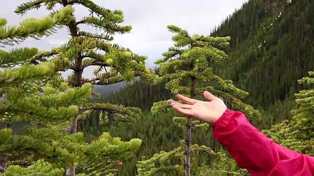 在山谷中，一个女人用雨滴触碰针叶树的树枝视频素材