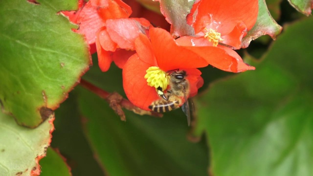 蜜蜂视频素材