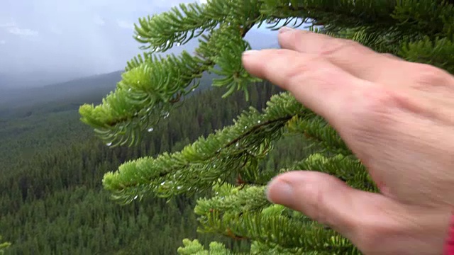 在山谷中，一个女人用雨滴触碰针叶树的树枝视频素材