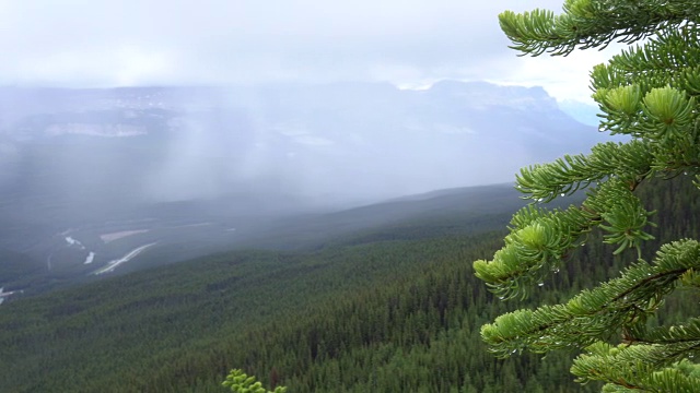 在山谷中，一个女人用雨滴触碰针叶树的树枝视频素材