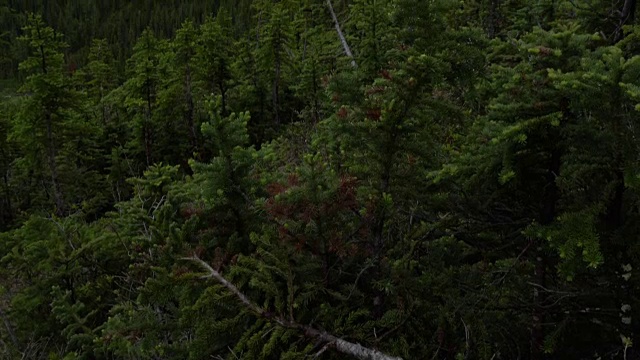 翻过森林，翻过高山，翻过山谷视频素材