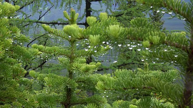 雨点斜落在针叶树枝头，山峦和山谷后面视频素材