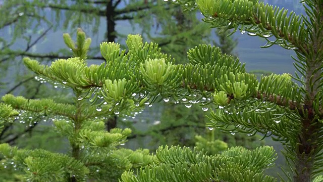 在山谷下面，人们用雨滴触摸针叶树的树枝视频素材