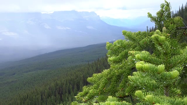 潘过去的雨滴在枝头上，到山后和山谷视频素材