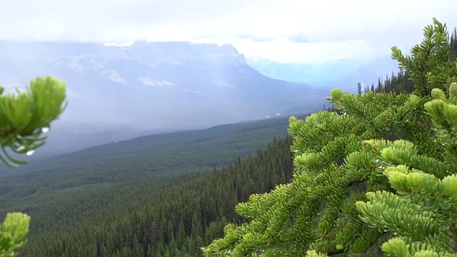 潘过去的雨滴在枝头上，到山后和山谷视频素材