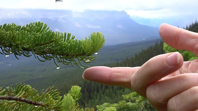 在山谷中，一个女人用雨滴触碰针叶树的树枝视频素材