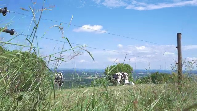 瑞典草地上的奶牛。视频素材