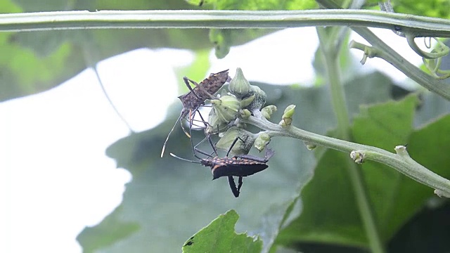 大腿骨核心虫或扁肩星虱视频素材