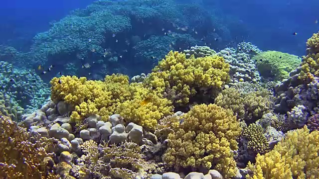 美丽的珊瑚礁在红海和许多鱼视频素材