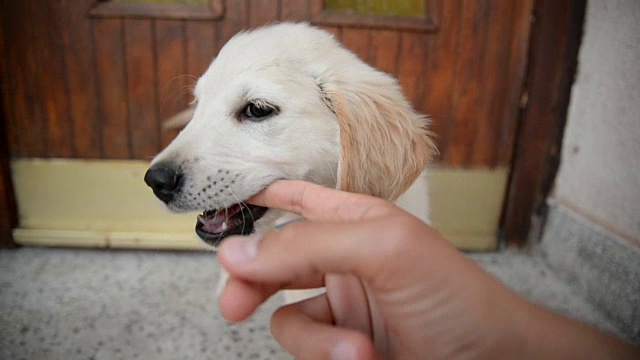 小狗和主人玩耍。视频素材